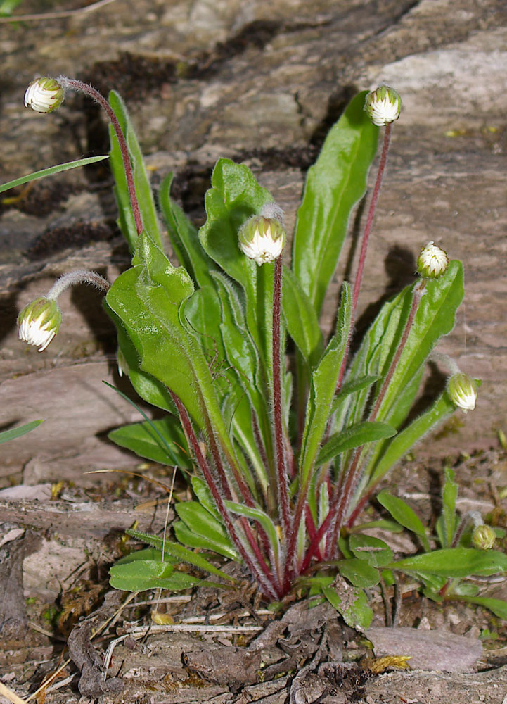 Bellidiastrum michelii  / Falsa pratolina